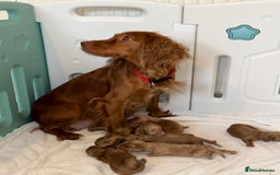 Cockapoo dogs for sale: F1 cockapoo puppies ♥️💙 - Image 2