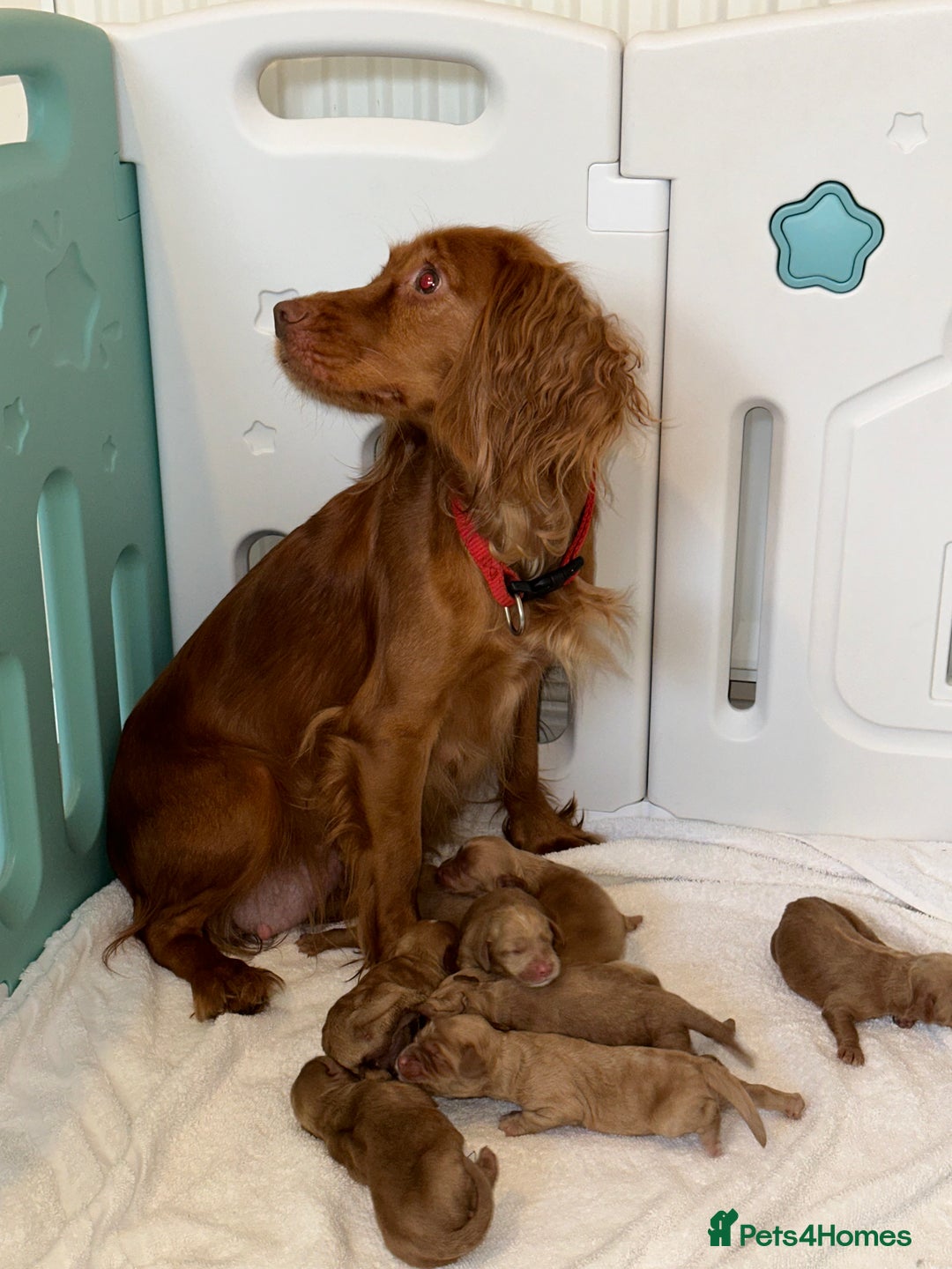 Cockapoo dogs for sale: F1 cockapoo puppies ♥️💙 - Image 2