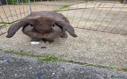 Mini Lop rabbits for sale: pure bred mini lop boy available  - Image 2