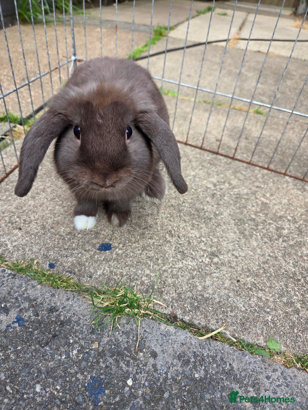 Mini Lop rabbits for sale: pure bred mini lop boy available  - Image 2
