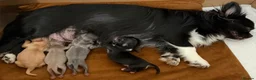 Chihuahua dogs for sale: Beautiful long coat chihuahua pups  in Washington - Advert 2