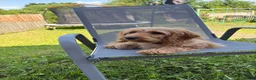 Cockapoo dogs for sale: Cockerpoo  in Wakefield - Advert 3