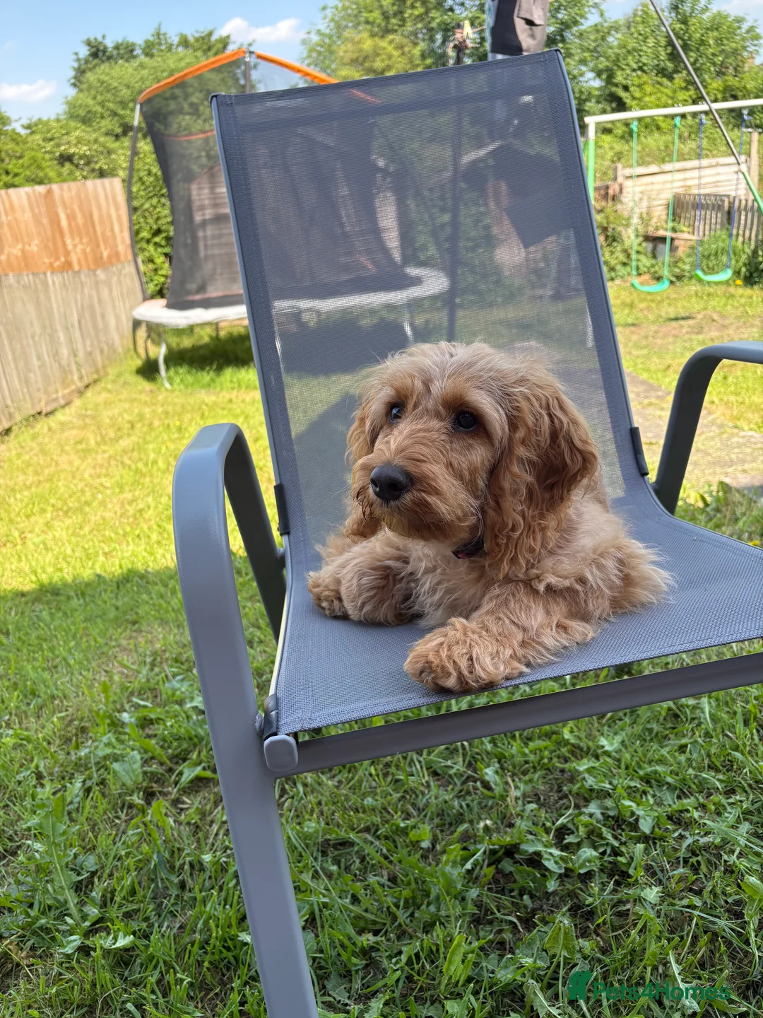 Cockapoo dogs for sale: Cockerpoo  in Wakefield - Advert 3
