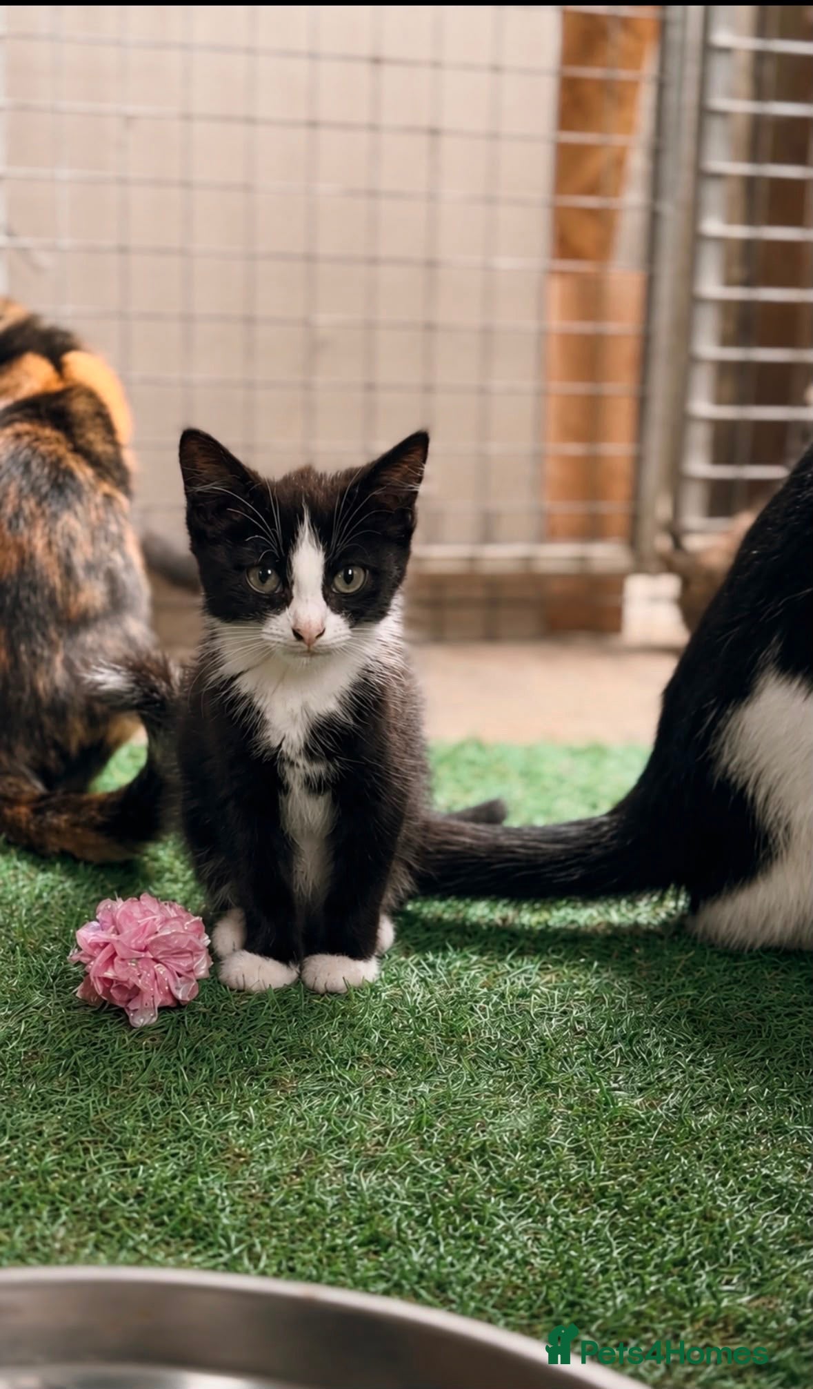 Mixed Breed cats Mixed bunch  - Advert 1