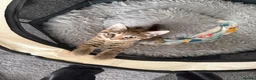 Bengal cats for sale: Bengal Kittens - Advert 9