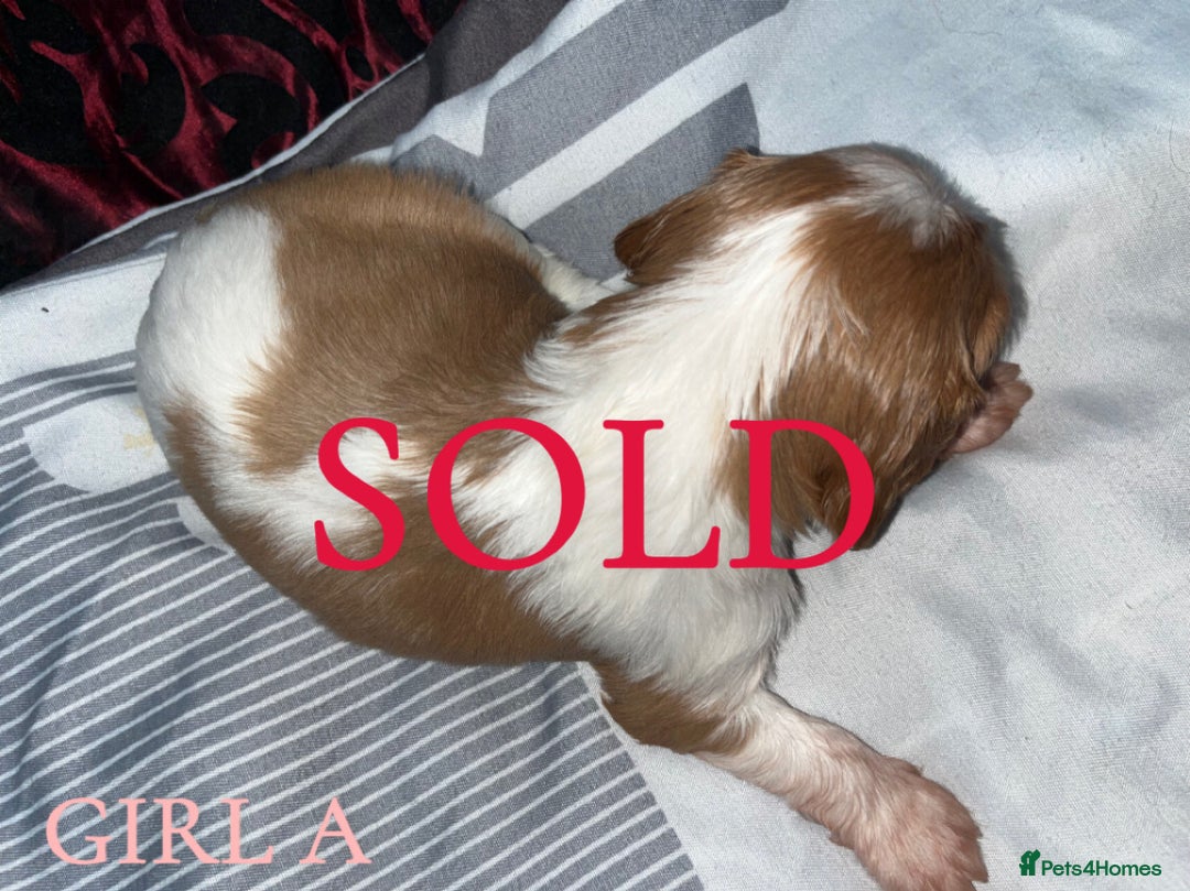 Cavalier King Charles Spaniel dogs for sale: Beautiful Cavalier King Charles Spaniel Puppies - Image 6