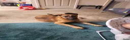 Mixed Breed dogs for sale: Belgian malinois x Dutch herder  in Torrington - Advert 11