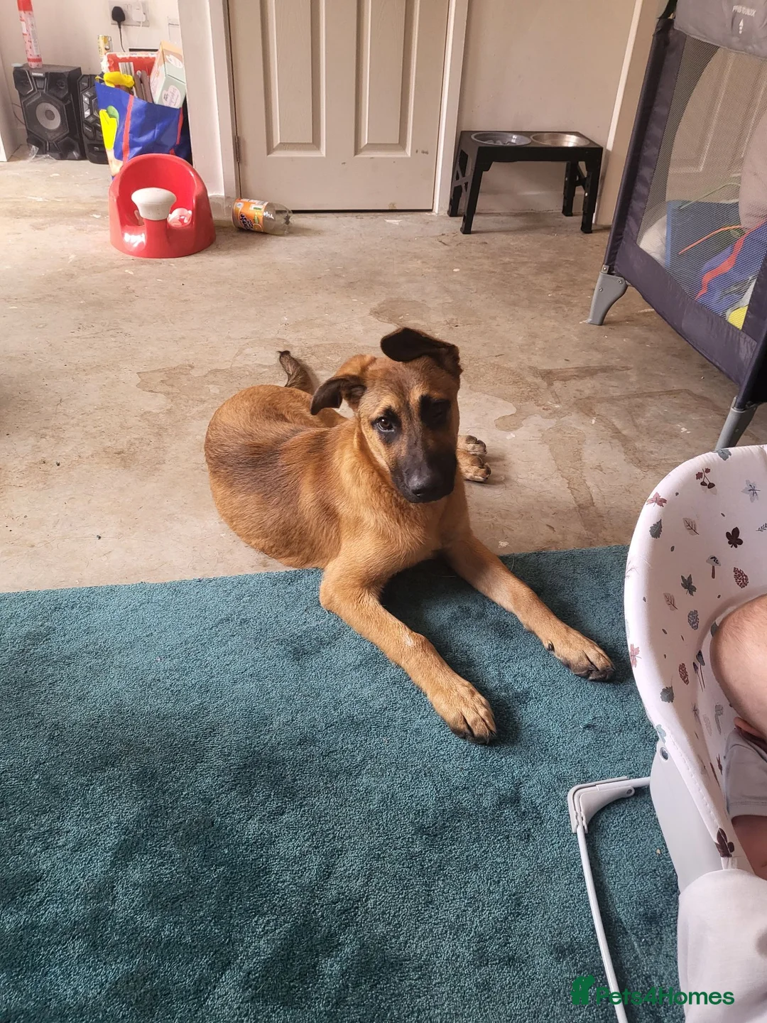 Mixed Breed dogs for sale: Belgian malinois x Dutch herder  in Torrington - Advert 11