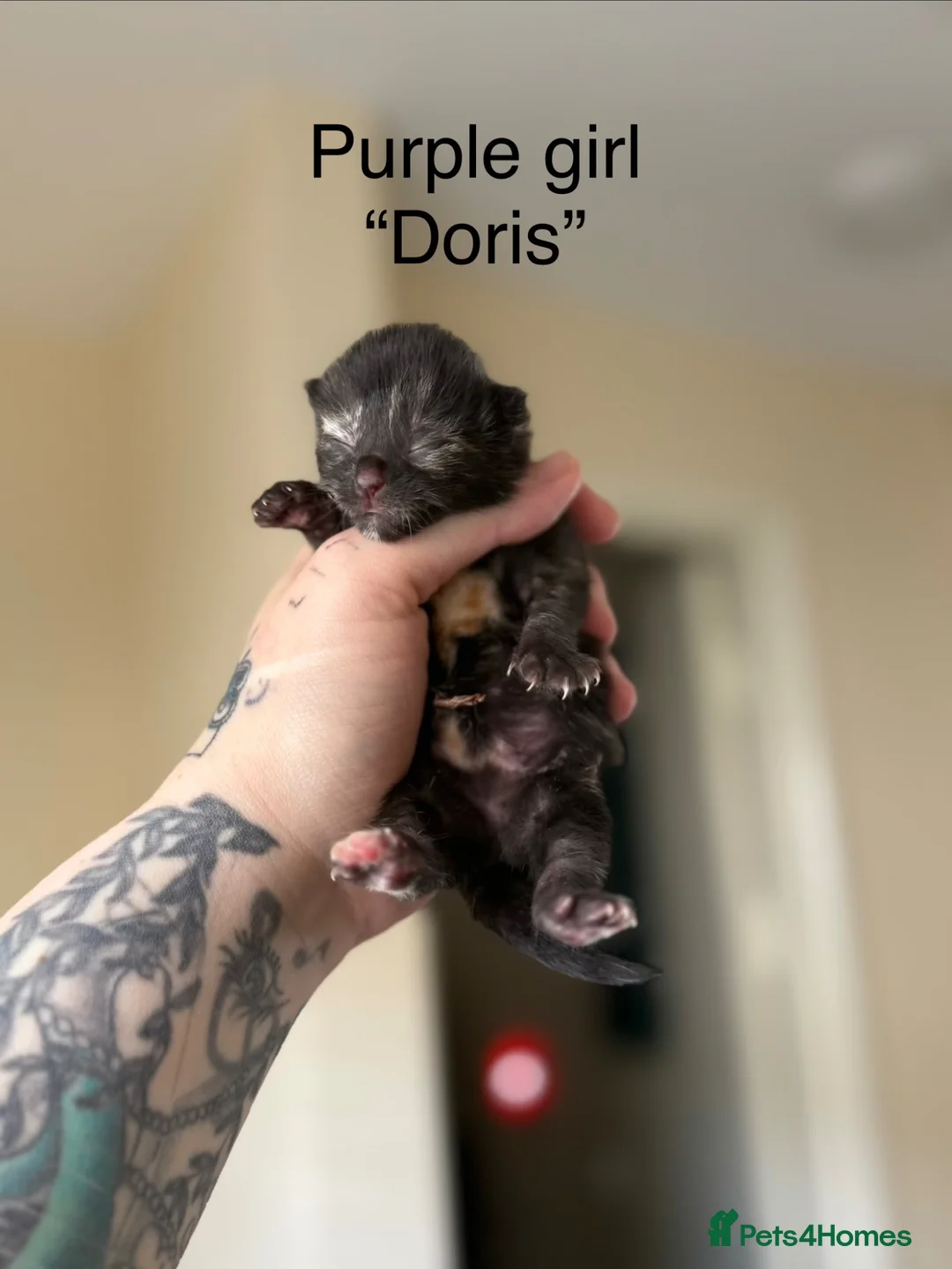 Domestic Shorthair cats for sale: 4 Stunning Baby Kittens – Ready to reserve  - Advert 1