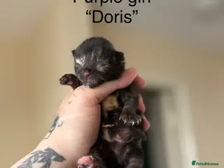 Domestic Shorthair cats 4 Stunning Baby Kittens – Ready to reserve - Advert 1