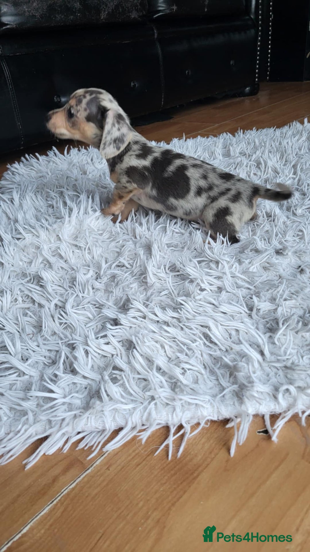 Mixed Breed dogs for sale: Mini dachshunds for sale - Image 10