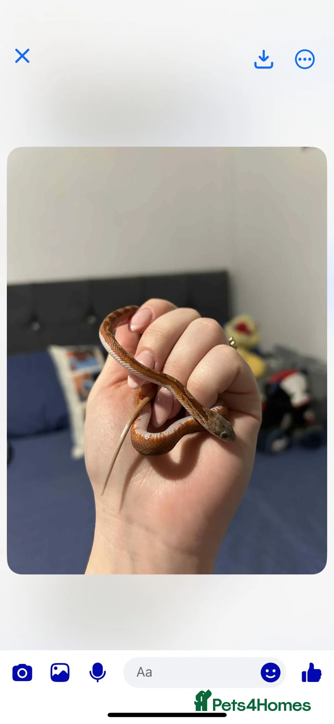 Corn Snake reptiles for sale: Baby female corn snake  - Advert 2