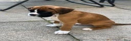 Boxer dogs for stud: PROVEN KC REGISTERED BOXER STUD - Red Flashy Male in London - Advert 14