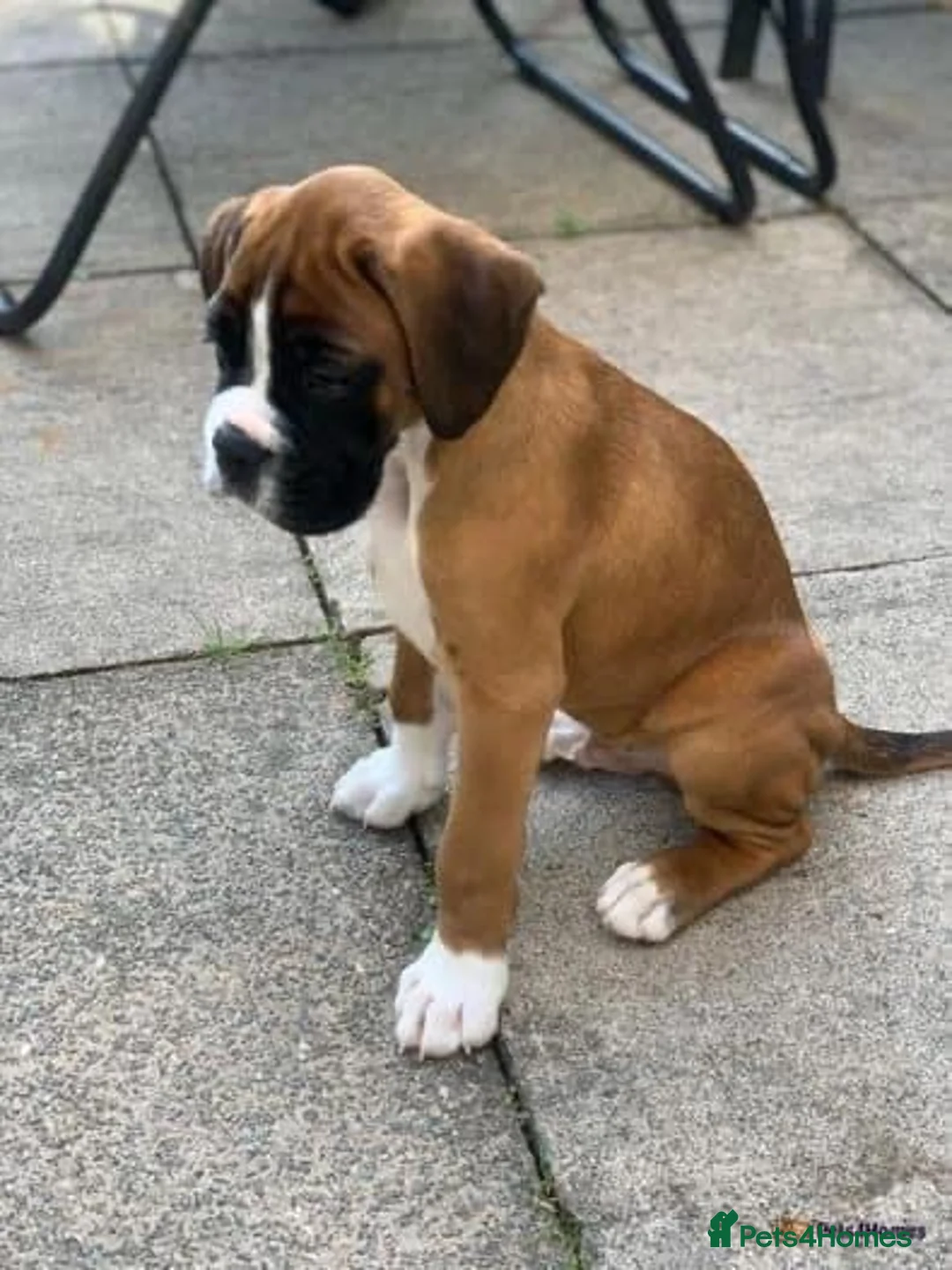 Boxer dogs for stud: PROVEN KC REGISTERED BOXER STUD - Red Flashy Male in London - Advert 14