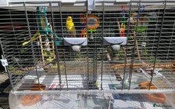 Canaries birds for sale: Beautiful Canary with cage and accessories  - Image 5