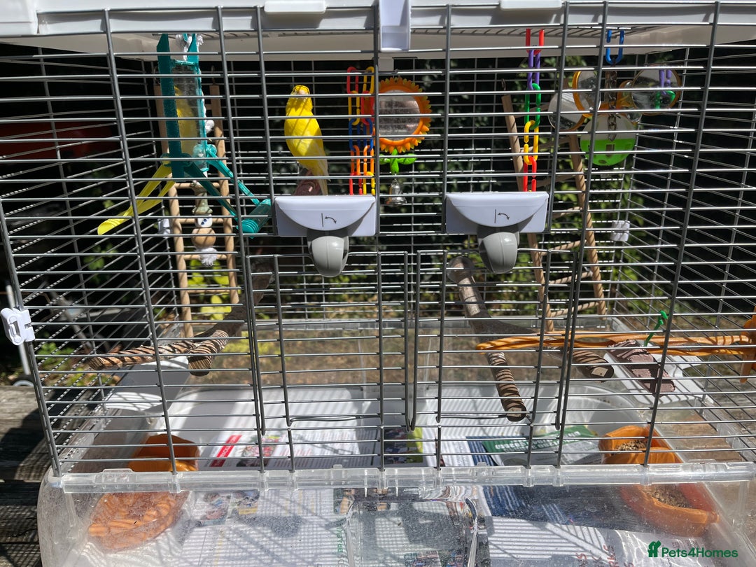 Canaries birds for sale: Beautiful Canary with cage and accessories  - Image 5