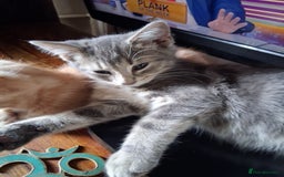 Mixed Breed cats for sale: Charming Cheeky Chunky  Bengal X Kittens. - Image 32
