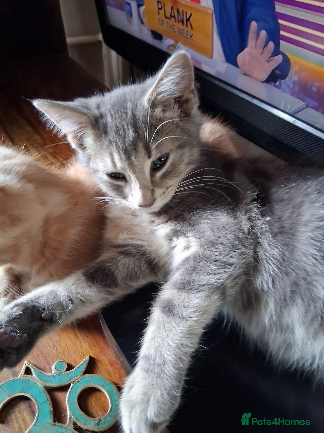 Mixed Breed cats for sale: Charming Cheeky Chunky  Bengal X Kittens. - Image 32