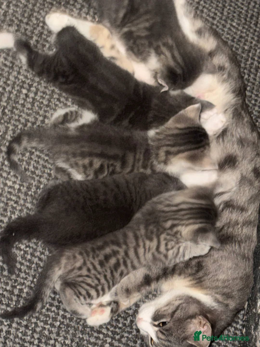 Mixed Breed cats for sale: Hi all 4 kittens - Advert 6