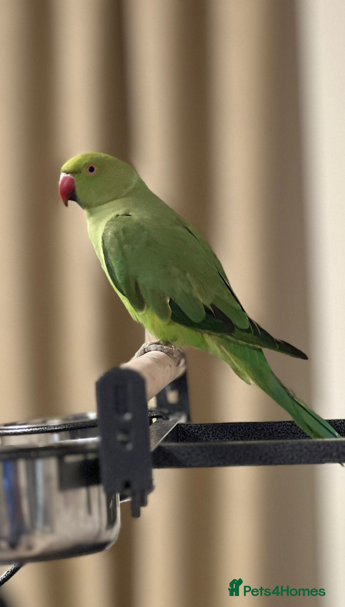 Parrots birds Ring neck Parrot - Advert 5