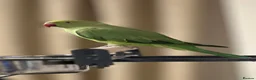 Parrots birds for sale: Ring neck Parrot in Bolton - Advert 1