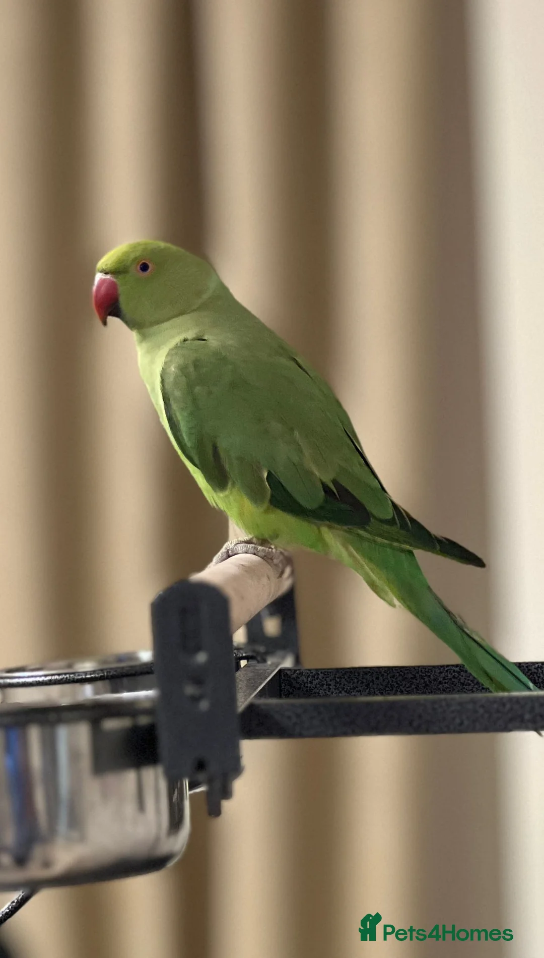 Parrots birds for sale: Ring neck Parrot in Bolton - Advert 1