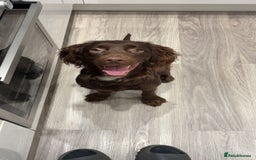 Cocker Spaniel dogs for sale: Chip the cocker spaniel - Image 2