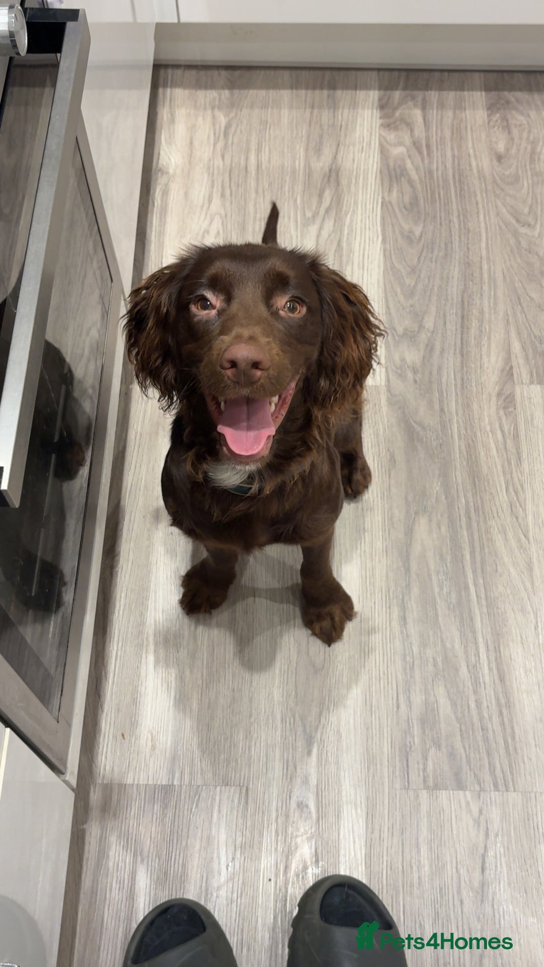 Cocker Spaniel dogs for sale: Chip the cocker spaniel - Image 2