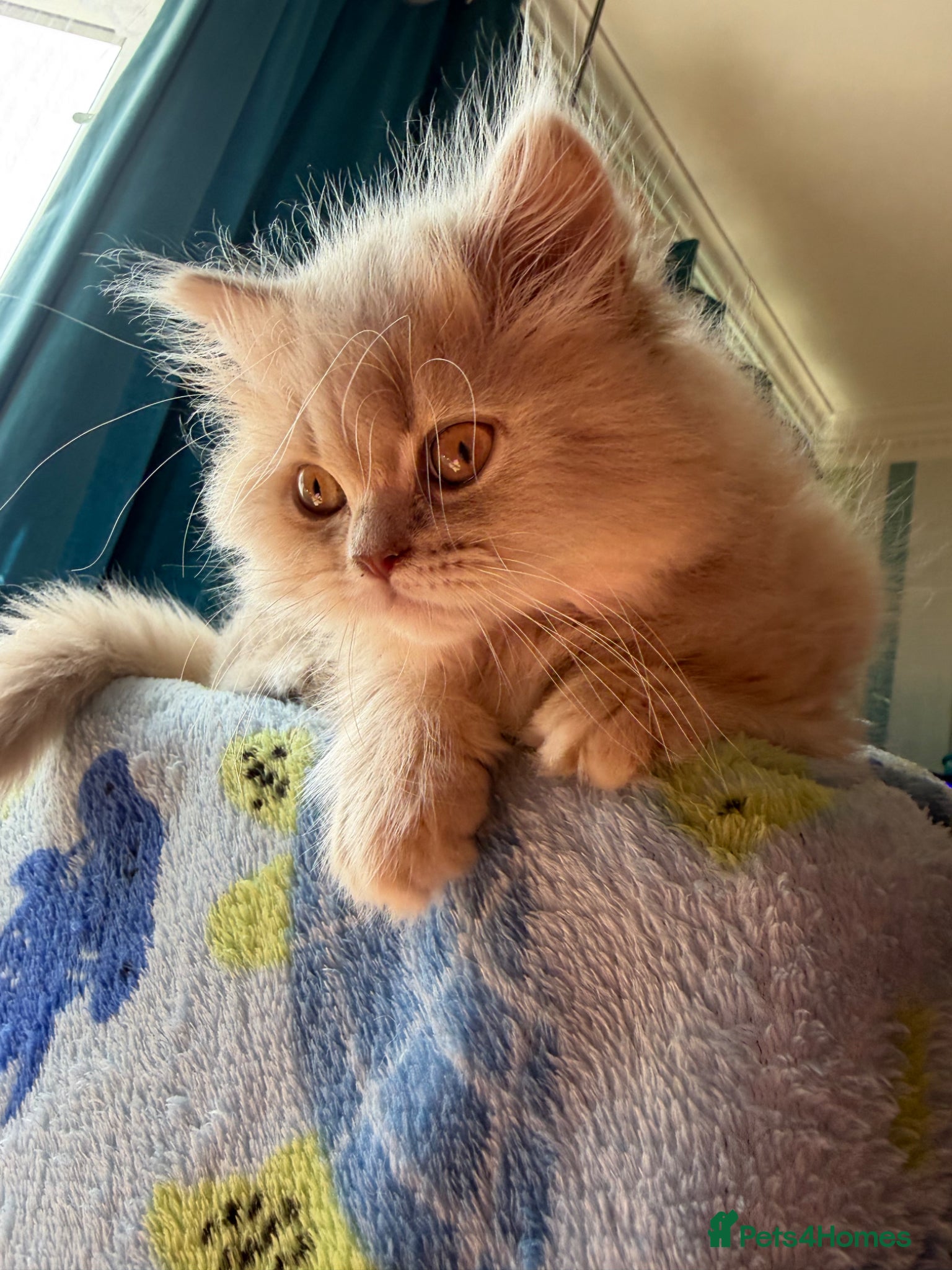 British Longhair cats 🎀Last longhair girl available from this litter.  - Advert 1