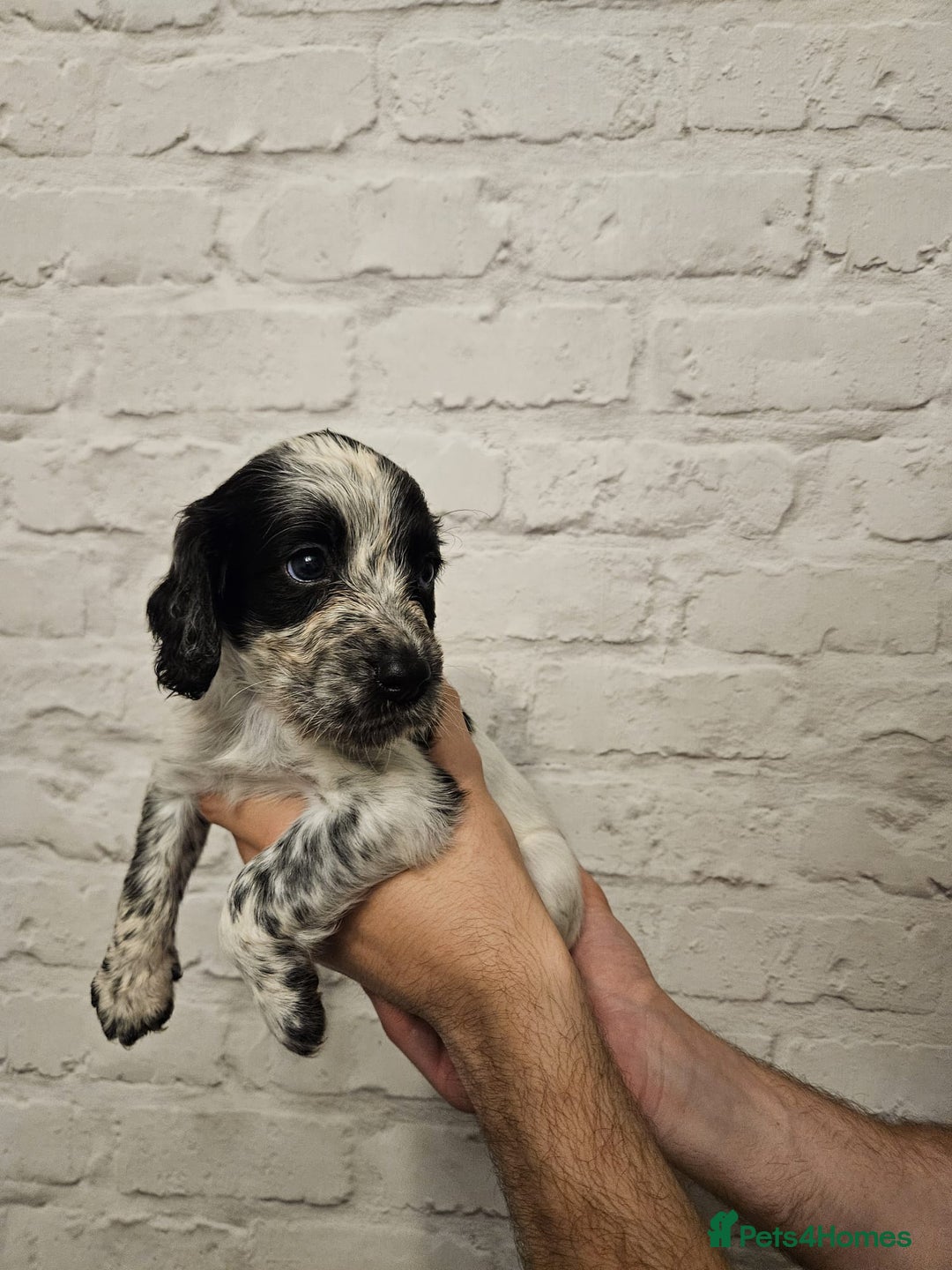 Cocker Spaniel dogs for sale: Cocker spaniels - Image 10