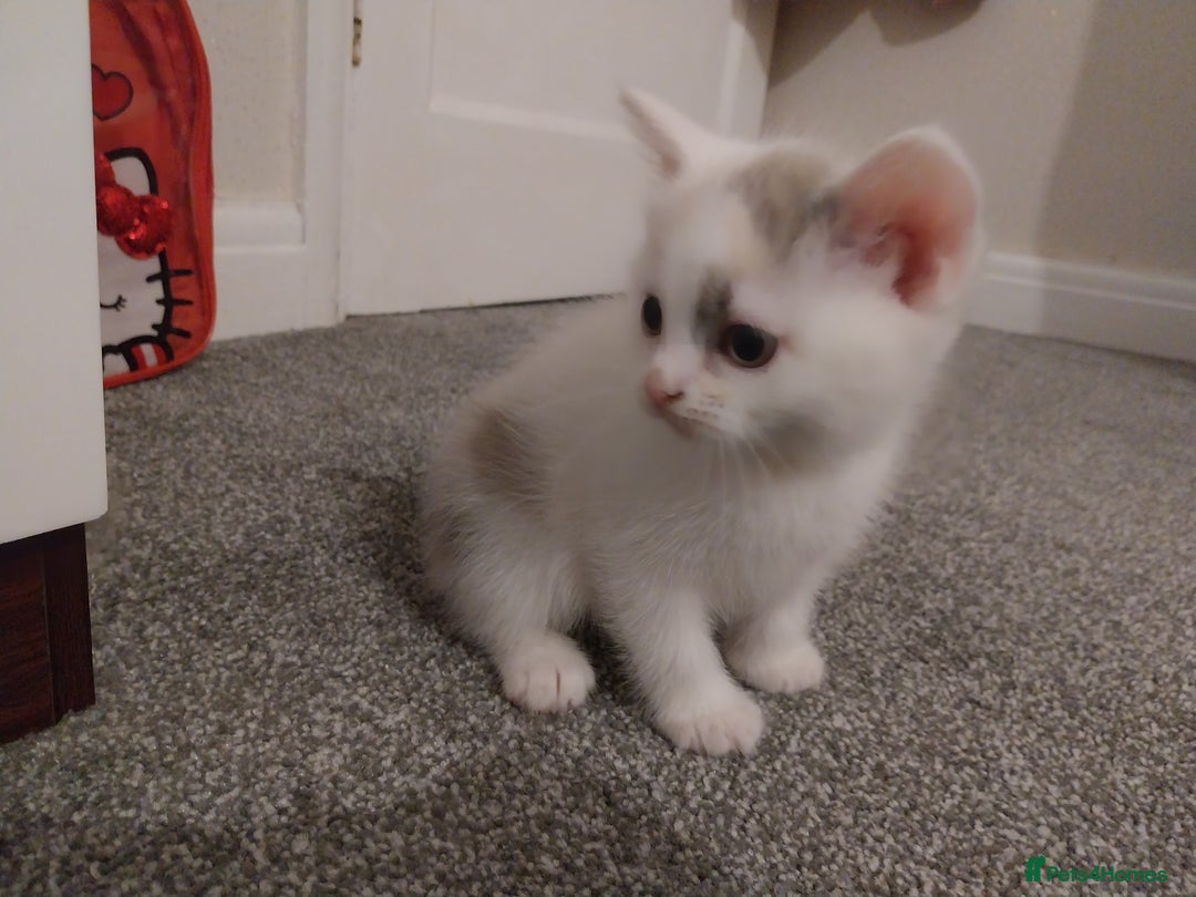 Mixed Breed cats for sale: Lovely kittens looking for homes! - Image 8