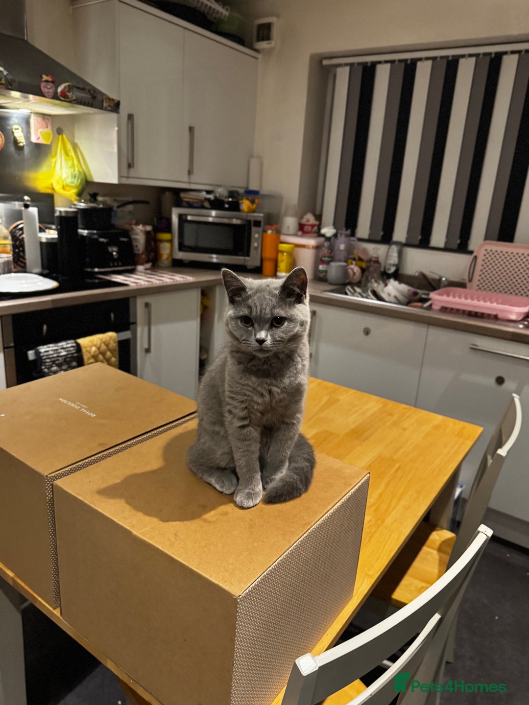 British Shorthair cats for sale: Adorable British Shorthair Kittens Family-Friendly - Advert 13