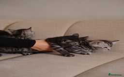 Scottish Fold cats for sale: 🐾 Beautiful Spotted-Belly Scottish Fold x Tabby😺 - Image 12