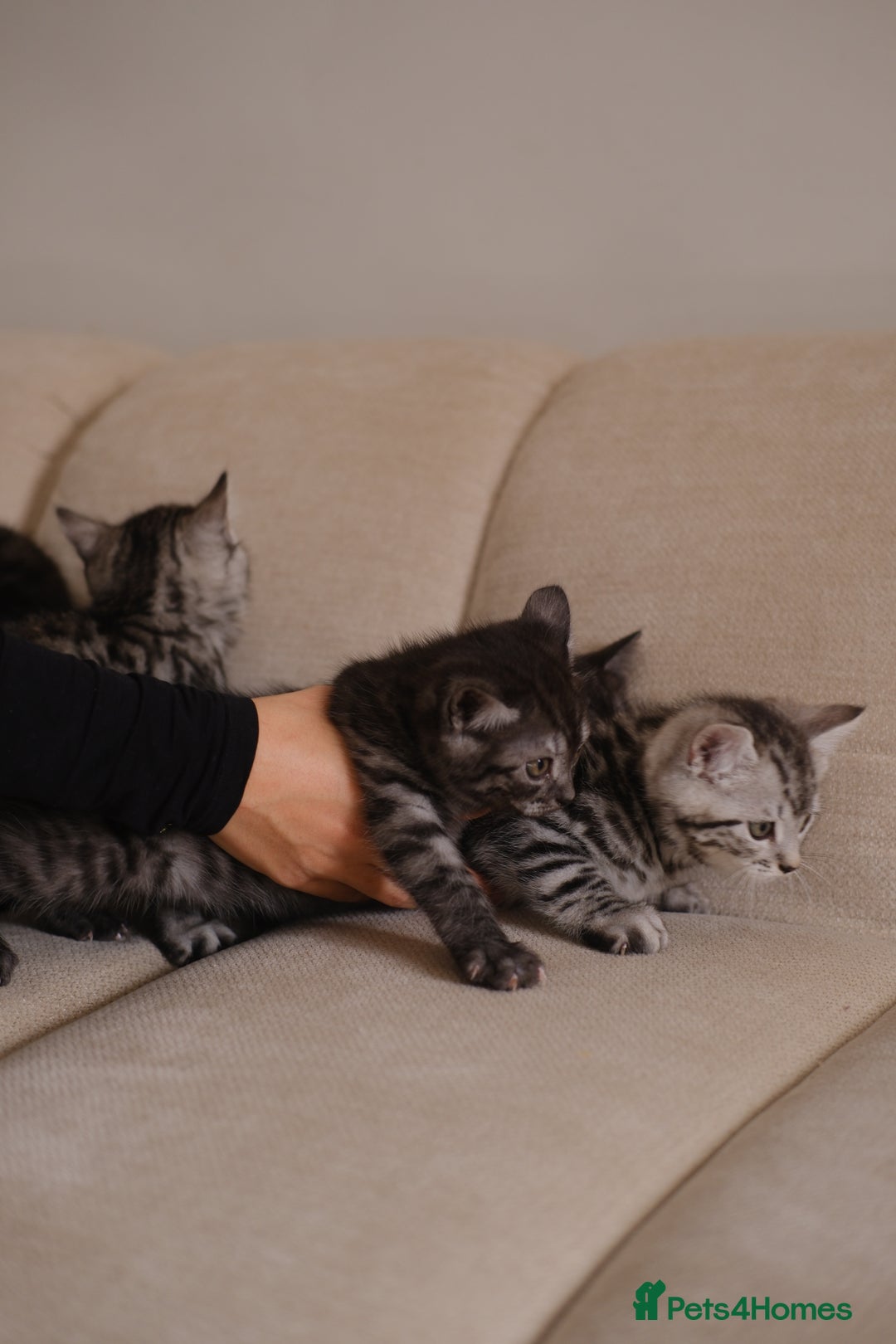 Scottish Fold cats for sale: 🐾 Beautiful Spotted-Belly Scottish Fold x Tabby😺 - Image 12