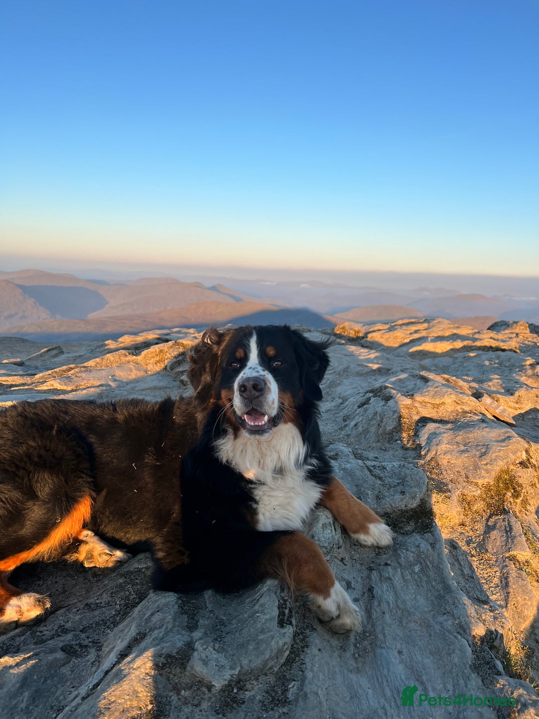 Bernese Mountain Dog dogs for stud: Bernese Mountain Dog for stud in Glasgow - Image 9