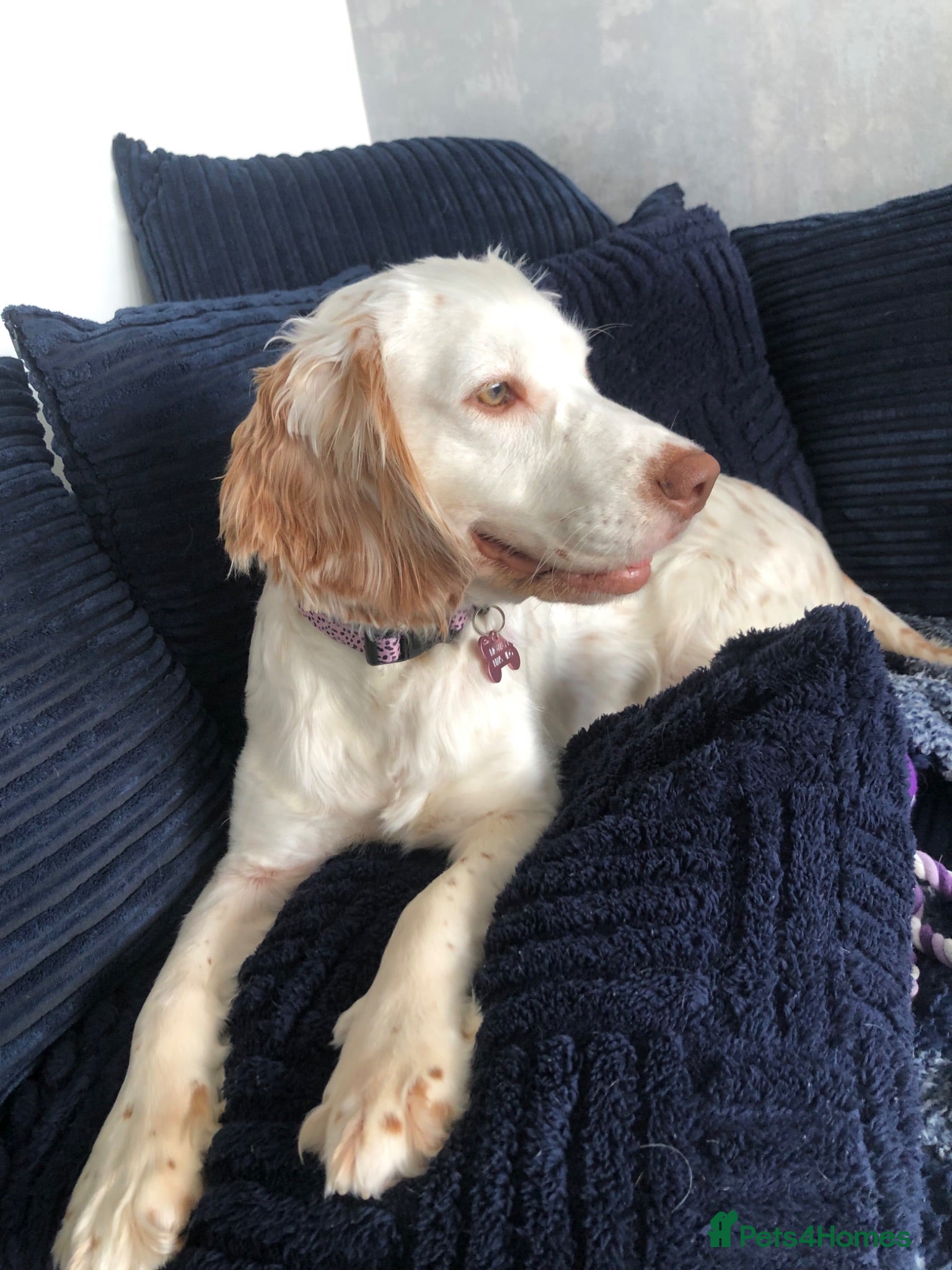 Cocker Spaniel dogs Hazel  - Advert 2