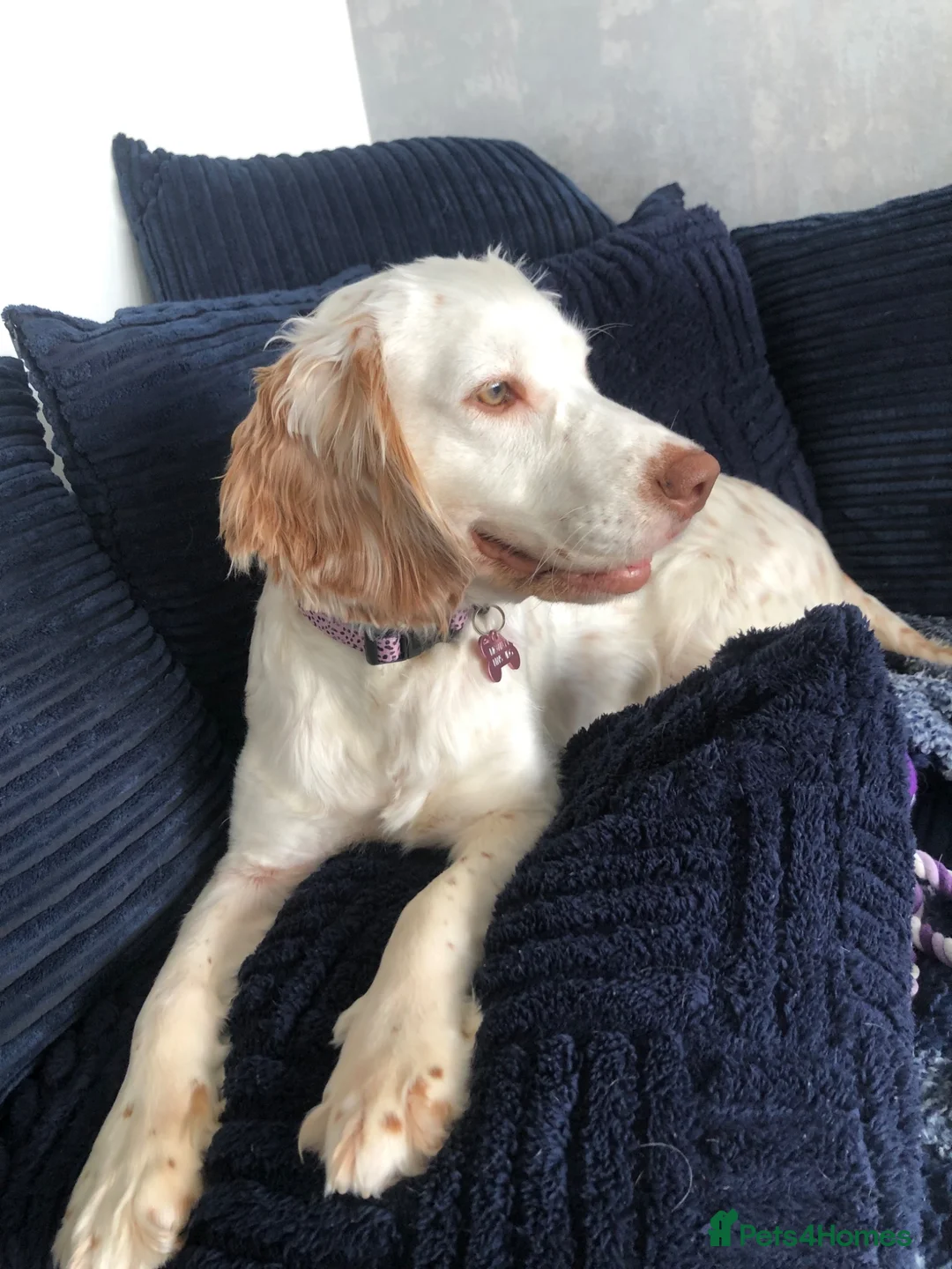 Cocker Spaniel dogs for sale: Hazel  - Advert 1