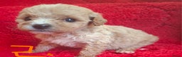 Cavapoo dogs for sale: Cavapoo puppies 🐶  - Advert 8
