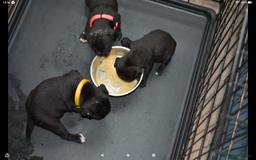 Staffordshire Bull Terrier dogs for sale: Kc registered Staffordshire Bull terrier pups - Image 13