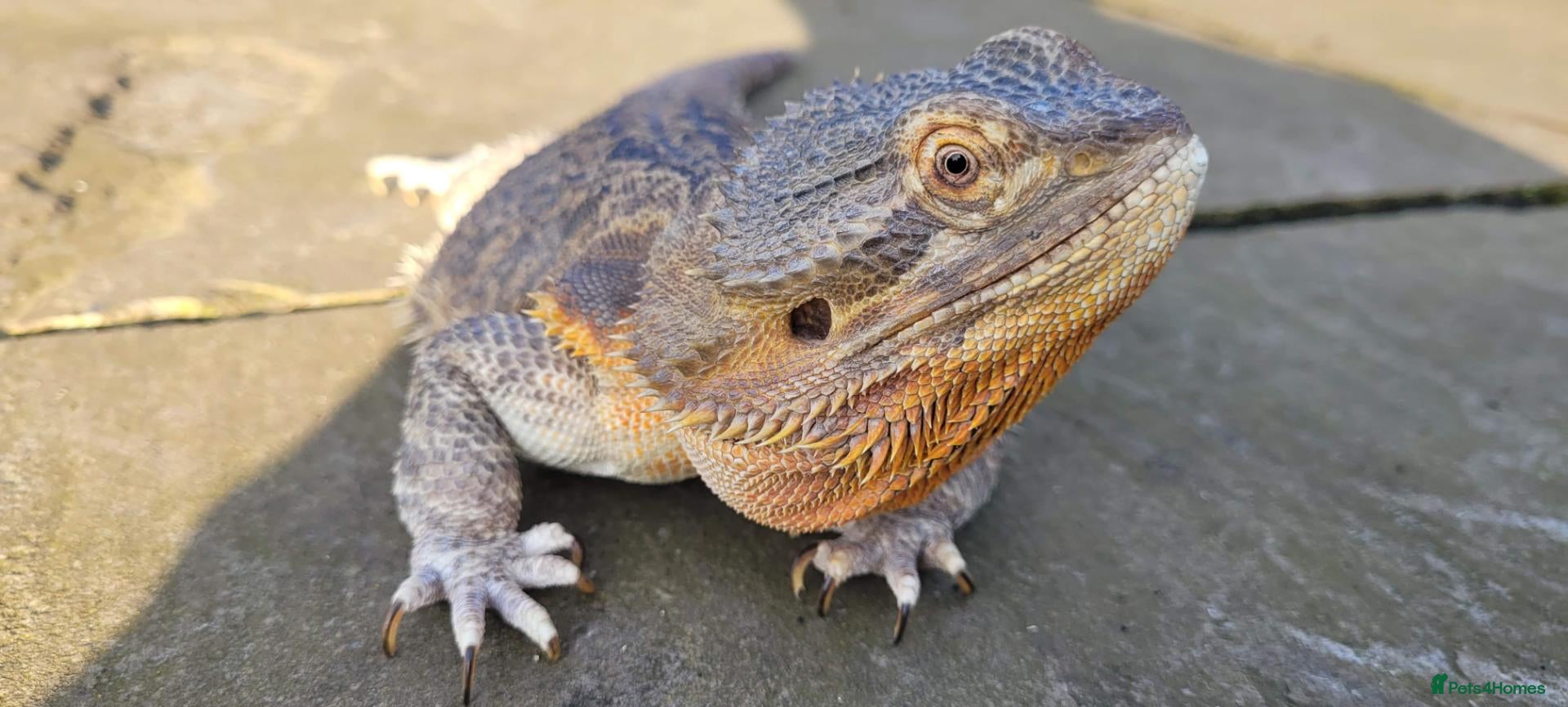 Bearded Dragon reptiles Bearded Dragon and Complete Vivarium Setup - Advert 8