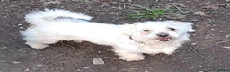Maltipoo dogs for sale: My adorable, Lovely Maltipoo Puppy  in Leicester - Advert 2