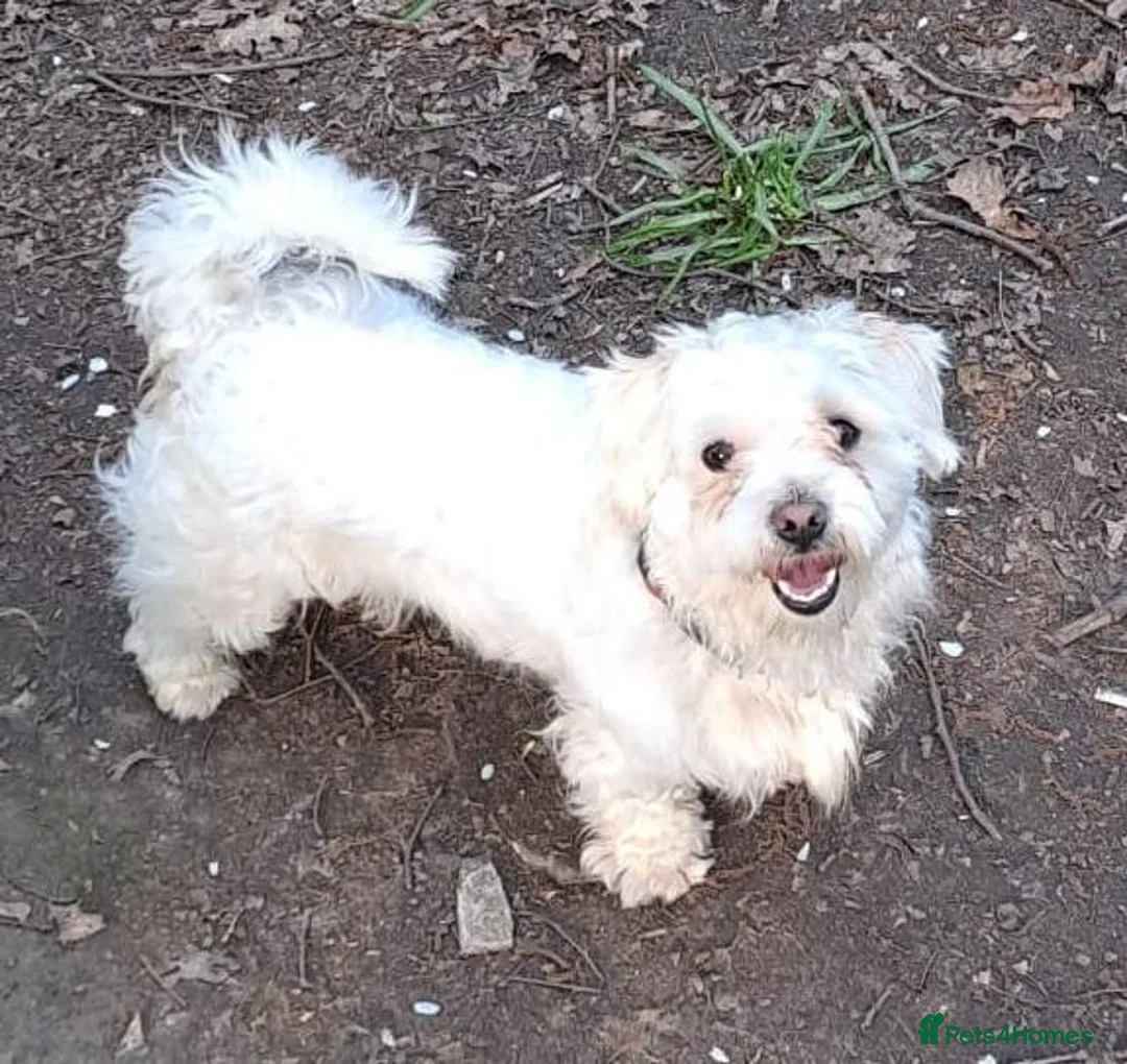 Maltipoo dogs for sale: My adorable, Lovely Maltipoo Puppy  in Leicester - Advert 2
