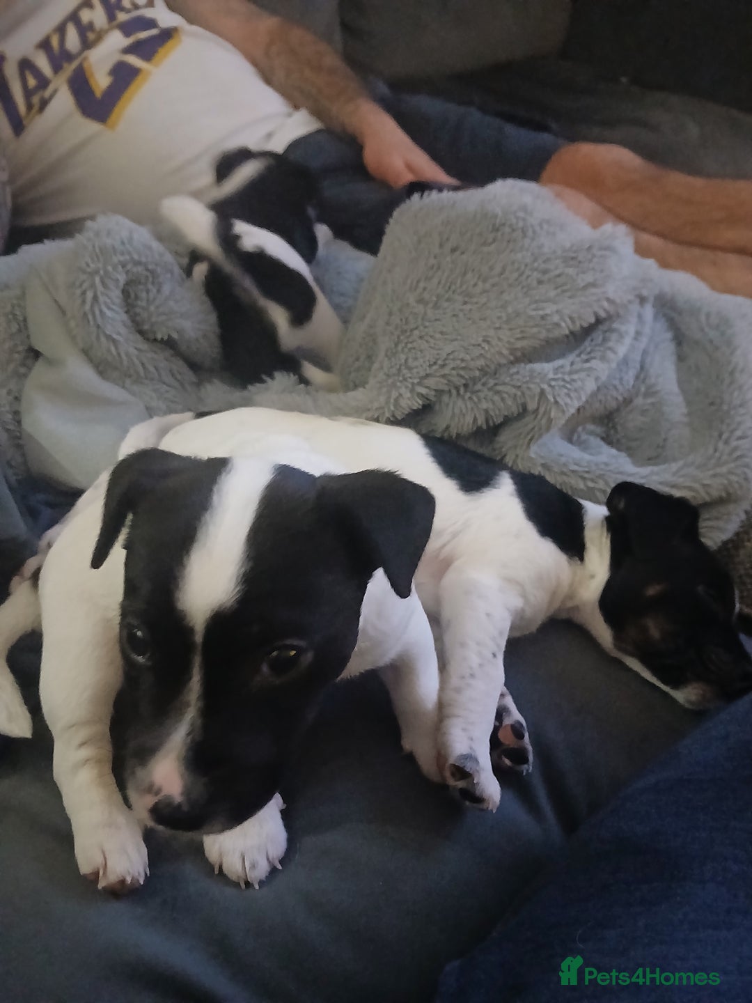 Jack Russell dogs for sale: Three male jack russell pups - Advert 2