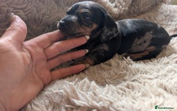 Dachshund dogs for sale: Dachshund puppys - Image 6