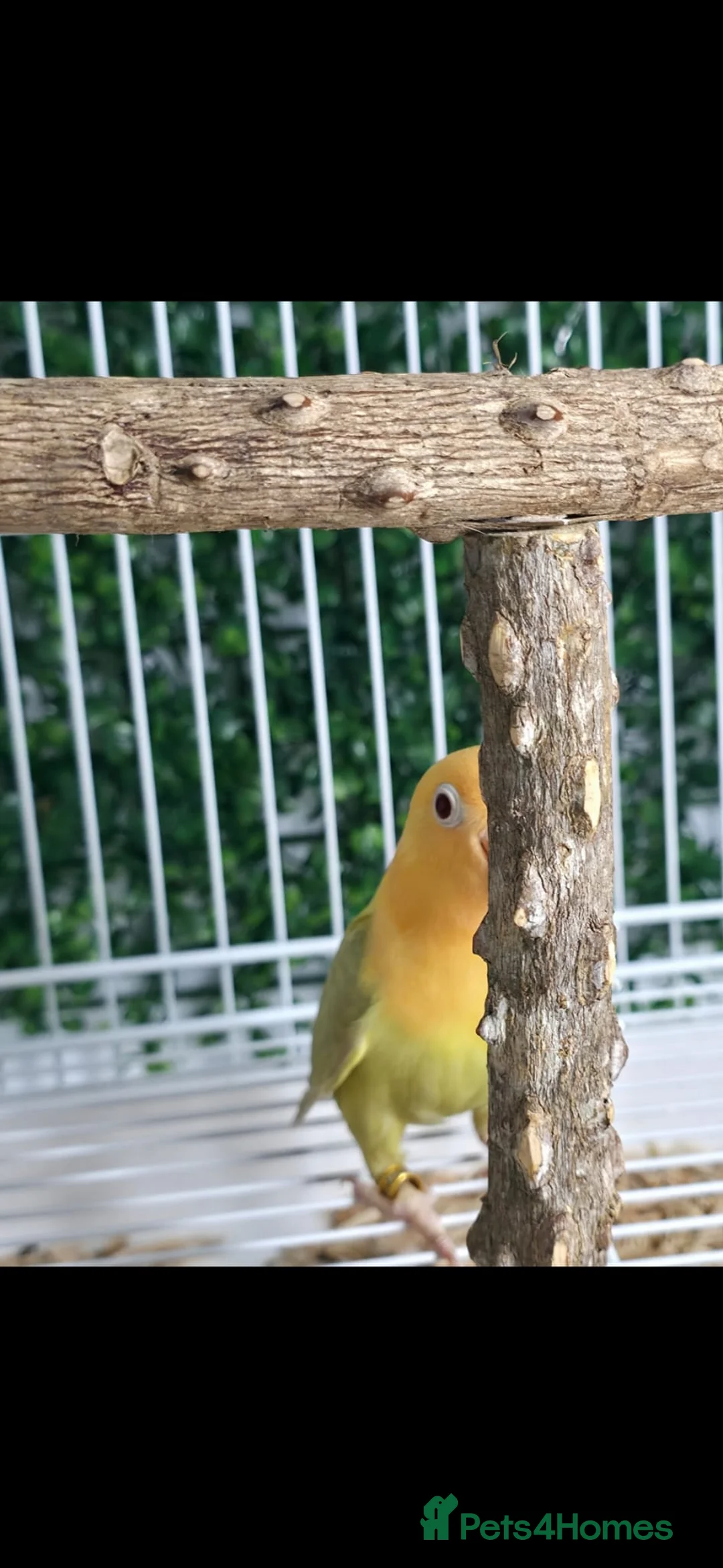 Lovebirds birds for sale: Mutation Lovebirds for Sale - Advert 16