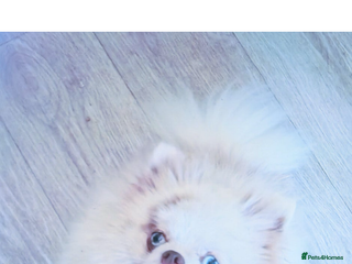 Pomeranian dogs Pomeranian boy ❤️ - Advert 1