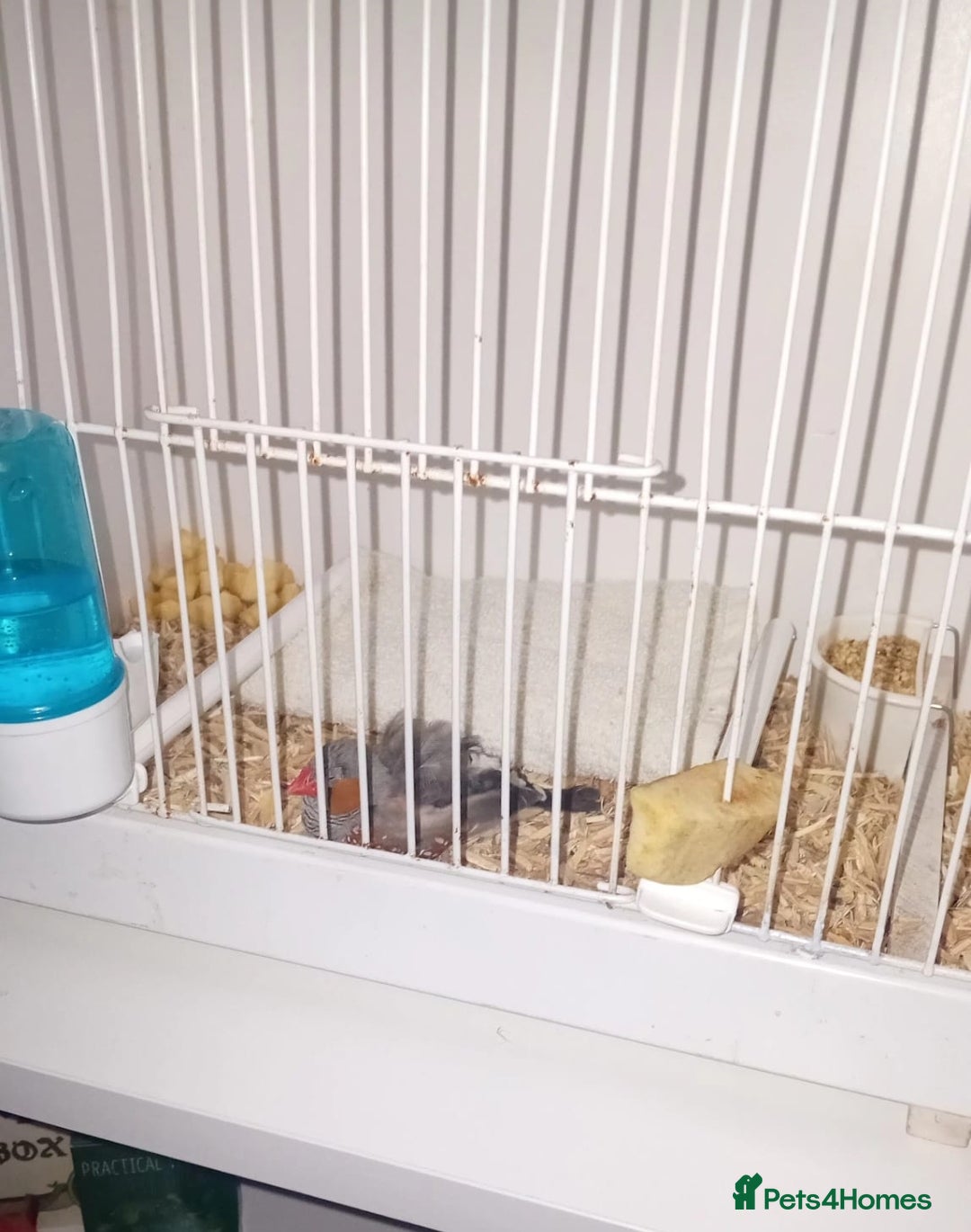 Finches birds Zebra Finch in need of home - Advert 1