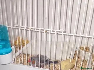 Finches birds Zebra Finch in need of home - Advert 1