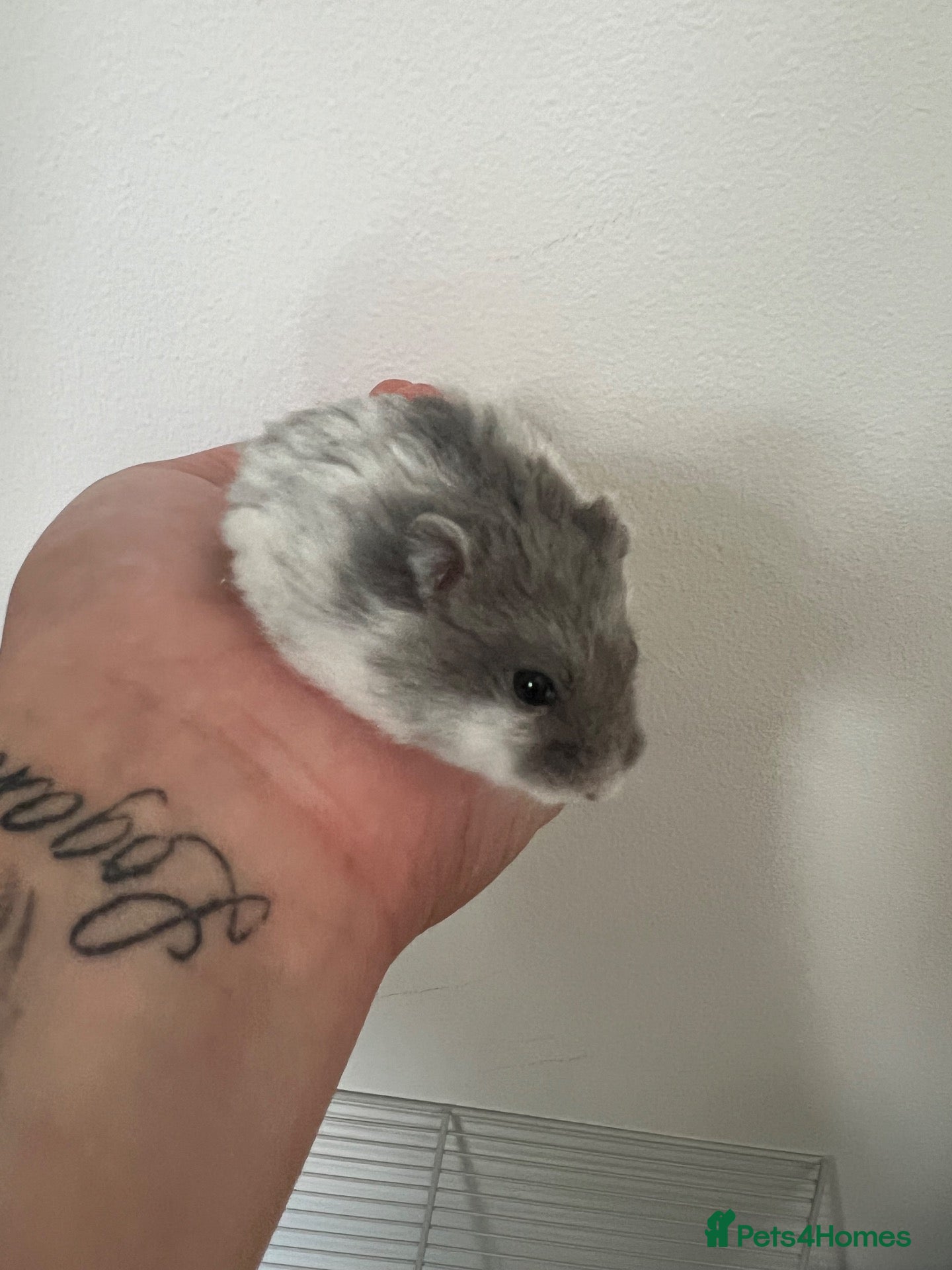 Hamster rodents Very friendly Russian Dwarf hamster  - Advert 1