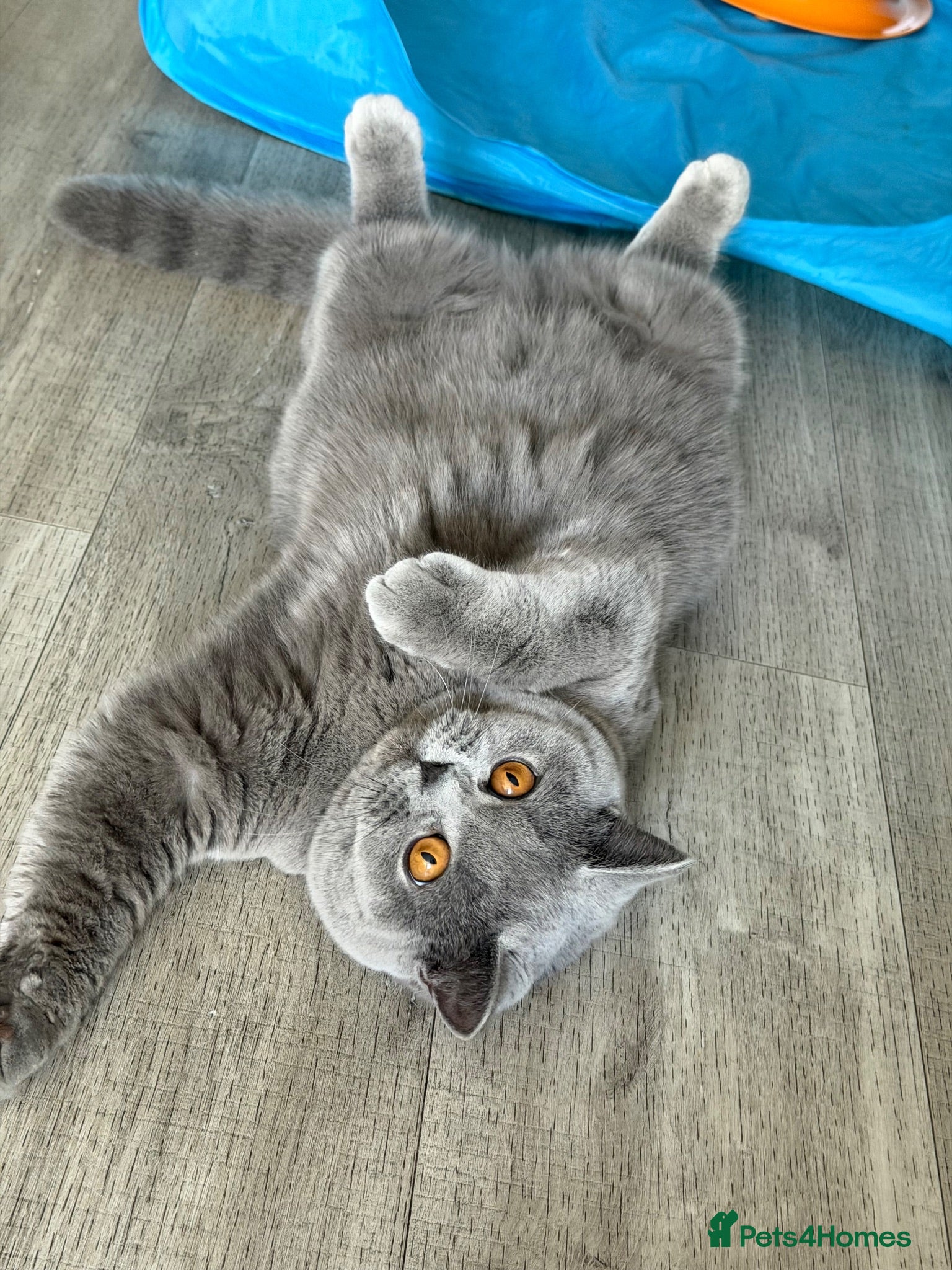 British Shorthair cats 🧸 Stunning Teddy Bear GCCF/TICA BSH Female  ✨ - Advert 1